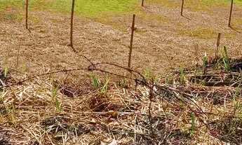 Imagem 3: Terrenos no centro Pq Independência