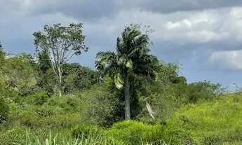 Imagem 4: Amélia Rodrigues - Fazenda com 2 nascente de água, boa para pasto 675.000 m² na Br 324