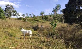 Imagem 4: Fazenda em Campinaçu