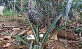 Imagem 5: Chácara em Bom Jesus do Bagre