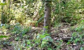 Imagem 6: Chácara à venda em Taquara RS, Na localidade de Fazenda Fialho!!