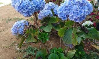 Imagem 6: Chácara em Bom Jesus do Bagre