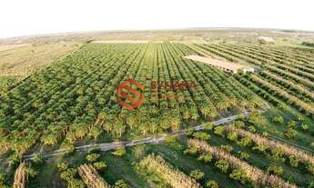 Imagem 5: VENDO FAZENDA COM 130 TAREFAS - CRISÓPOLIS - BAHIA