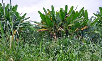 Imagem 2: Sítio 2 alqueires Plano Terra boa pra Banana ( Willian Ricardo