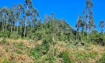 Imagem 5: Ótima área 5.2ha, boa para investimento