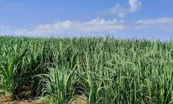 Imagem 2: SITIO COM 25 ALQUEIRES EM MOGI MIRIM