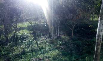 Imagem 7: Sítio Chácara com venda por R$125.000