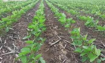 Imagem 2: FAZENDA À VENDA EM BOM JESUS - PI - 1.180 HECTARES (DUPLA APTIDÃO