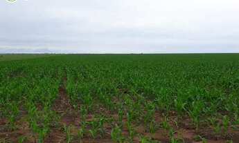 Imagem 5: FAZENDA À VENDA EM BOM JESUS - PI - 1.180 HECTARES (DUPLA APTIDÃO