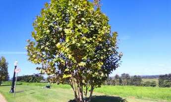 Imagem 2: OPORTUNIDADE Condomínio Porto São Pedro - Lote de Esquina 1.521 m² - Luxo - Tranquilidade