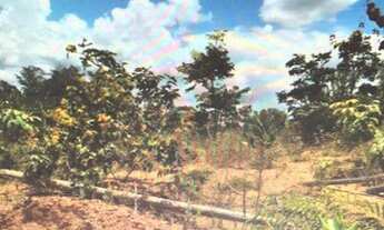 Imagem 3: Lote no shalimar zr2