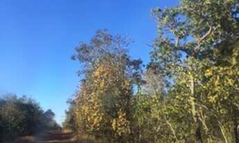 Imagem 6: Fazenda de 170 a 200 alqueires a 15 km da cidade de Aruana GO