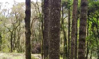 Imagem 7: São Pedro Terreno / lote com venda por R$440.000
