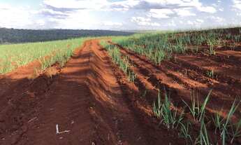 Imagem 6: FAZENDA ENTRE SÃO CARLOS E ARARAQUARA 74,23 ALQ