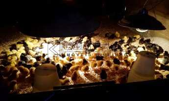 Imagem 3: Sensacional, Sítio a venda na cidade de São Simão ( Porteira Fechada