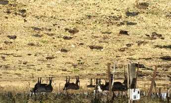 Imagem 5: Fazenda em caldas novas 63 Alqueires planta 45