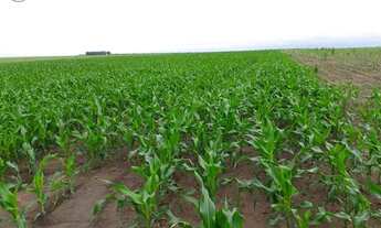 Imagem 4: FAZENDA À VENDA EM BOM JESUS - PI - 1.180 HECTARES (DUPLA APTIDÃO