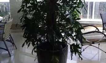 Imagem 7: São Paulo - Apartamento Padrão - Tatuapé