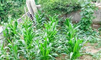 Imagem 6: Vendas Terreno Colombo PR