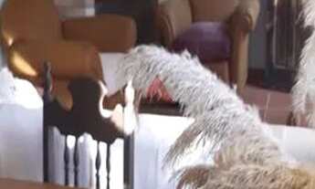 Imagem 4: SANTA BRANCA - Casa Padrão - Angola