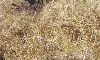 Imagem 2: VENDO LOTE BARATO!