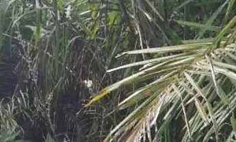 Imagem 5: Vendo sítio 50 hectares