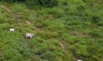 Imagem: Fazenda 525 hectares em Oriximiná/para