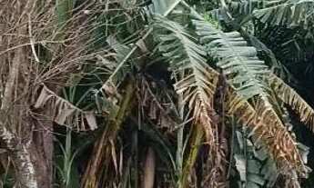 Imagem: Chácara em aparecida de Goiânia