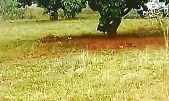 Imagem 3: Vende se Chácara com venda por R$80.000