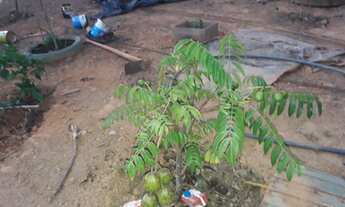 Imagem 2: Chacara Estrada Pirapora /casa 4 QUARTOS/Ótimo Acesso