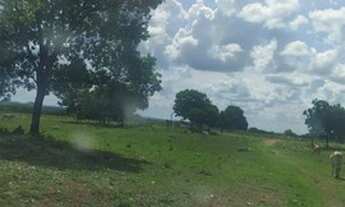 Imagem 4: Oportunidade! Vende-se um espetáculo de fazenda de 50 Alqueires