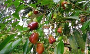 Imagem 2: Characa 31.500m²