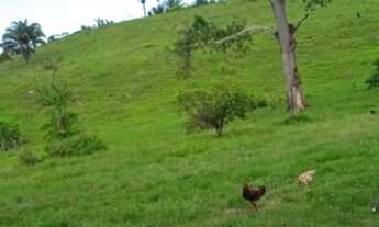 Imagem 7: Fazenda com 25 alqueires, com 19 alqueires de Pastos - Novo Repartimento - PA