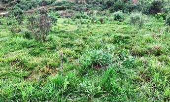 Imagem 4: Excelente Chácara Sem Benfeitorias