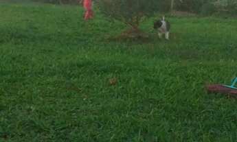 Imagem: Vende se sitio