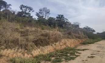 Imagem 5: Lote Tropical Contagem Top e barato pra vender rápido