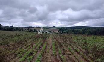 Imagem: área - Colônia Dona Luíza - Ponta Grossa