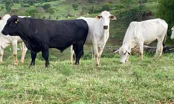 Imagem 7: Fazenda em Nova Laranjeiras Parana