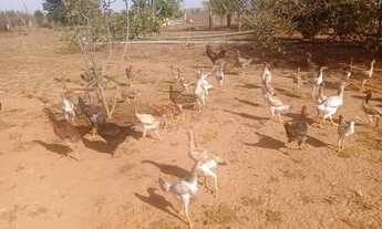 Imagem 6: Fazenda /Saída Pirapora...202 Hectares!!!!2 Km Margem De Rio...