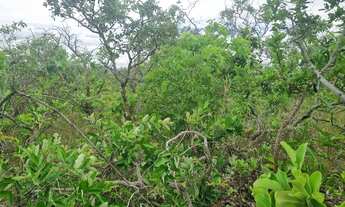 Imagem: Fazenda 2.750 hectares valor 8.250.000