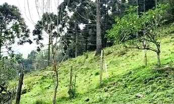 Imagem 6: Sítio / Chácara para Venda em Nova Petrópolis, Linha Araripe