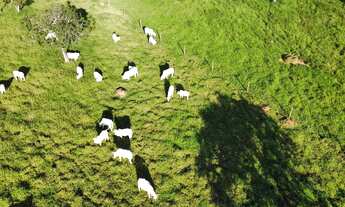 Imagem 3: Fazenda/Sítio/Chácara 7 alqueires,2 em caldas novas toda formada, planta tudo