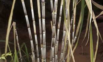 Imagem 2: Chacara Com Pomar /18 Minutos MAJOR PRATES/SAIDA PIRAPORA