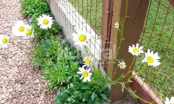 Imagem 5: Belíssima casa com pergolado e amplo pátio com jardinagem no Centro de Imbé