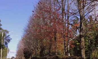 Imagem 7: Apartamento 1 Dorm - Bairro Moura