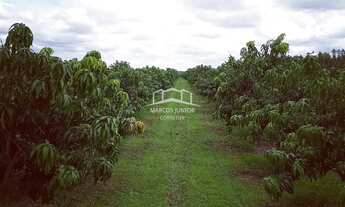 Imagem 5: FAZENDA DE ABACATE E MANGA A VENDA NO NORTE DE MINAS E APTA A PECUÁRIA