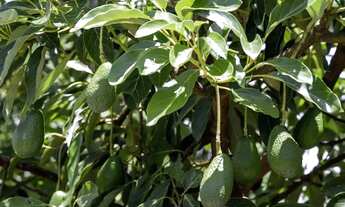 Imagem 7: Ótimo sítio em abacate montado de porteira fechada no interior de São Paulo