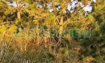 Imagem 2: Terreno Parada Cristal Caxias do Sul