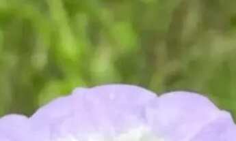 Imagem: Lotes para investidor no interior de São