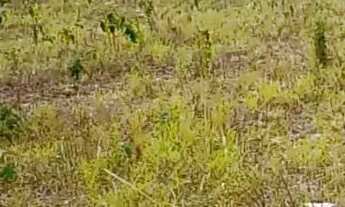 Imagem 5: Vende-se esse terreno com 8 tarefas com escritura passando o calçamento em frente